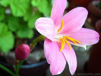 Pink color flower similar to lily. It is 35 years old and its grower calls it as `upstart` or `wheat lilly`. <i>(Family: Liliaceae, Species: Lilium)</i> <br>Photo Date: June 2010, Location: Turkey/Istanbul-Mother`s Flowers, By: Artislamic.com