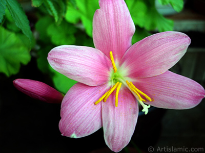 Pink color flower similar to lily. It is 35 years old and its grower calls it as `upstart` or `wheat lilly`. <i>(Family: Liliaceae, Species: Lilium)</i> <br>Photo Date: June 2010, Location: Turkey/Istanbul-Mother`s Flowers, By: Artislamic.com