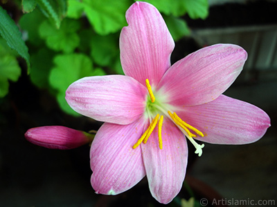 Pink color flower similar to lily. It is 35 years old and its grower calls it as `upstart` or `wheat lilly`. <i>(Family: Liliaceae, Species: Lilium)</i> <br>Photo Date: June 2010, Location: Turkey/Istanbul-Mother`s Flowers, By: Artislamic.com