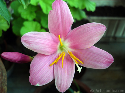 Pink color flower similar to lily. It is 35 years old and its grower calls it as `upstart` or `wheat lilly`. <i>(Family: Liliaceae, Species: Lilium)</i> <br>Photo Date: June 2010, Location: Turkey/Istanbul-Mother`s Flowers, By: Artislamic.com