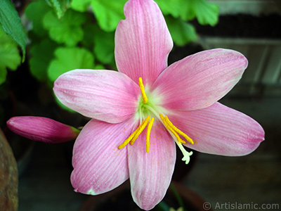 Pink color flower similar to lily. It is 35 years old and its grower calls it as `upstart` or `wheat lilly`. <i>(Family: Liliaceae, Species: Lilium)</i> <br>Photo Date: June 2010, Location: Turkey/Istanbul-Mother`s Flowers, By: Artislamic.com