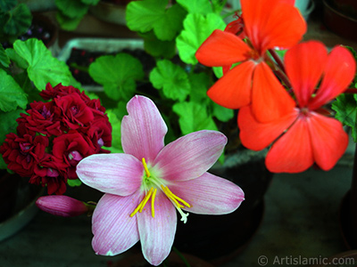 Pink color flower similar to lily. It is 35 years old and its grower calls it as `upstart` or `wheat lilly`. <i>(Family: Liliaceae, Species: Lilium)</i> <br>Photo Date: June 2010, Location: Turkey/Istanbul-Mother`s Flowers, By: Artislamic.com