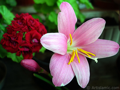 Pink color flower similar to lily. It is 35 years old and its grower calls it as `upstart` or `wheat lilly`. <i>(Family: Liliaceae, Species: Lilium)</i> <br>Photo Date: June 2010, Location: Turkey/Istanbul-Mother`s Flowers, By: Artislamic.com