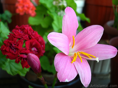 Pink color flower similar to lily. It is 35 years old and its grower calls it as `upstart` or `wheat lilly`. <i>(Family: Liliaceae, Species: Lilium)</i> <br>Photo Date: June 2010, Location: Turkey/Istanbul-Mother`s Flowers, By: Artislamic.com