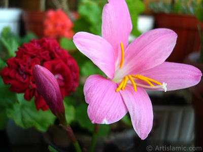 Pembe renkte zambak trnde bir iek resmi. (iek 35 yllk olup yetitiricisi tarafndan `Zpkt` veya `Buday Zamba` olarak isimlendirilmektedir.) <i>(Ailesi: Liliaceae, Tr: Lilium)</i> <br>ekim Tarihi: Haziran 2010, Yer: stanbul-Annemin iekleri, Fotoraf: islamiSanat.net