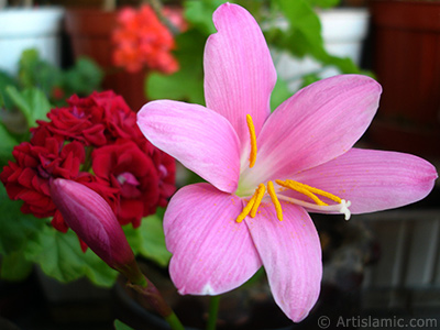 Pembe renkte zambak trnde bir iek resmi. (iek 35 yllk olup yetitiricisi tarafndan `Zpkt` veya `Buday Zamba` olarak isimlendirilmektedir.) <i>(Ailesi: Liliaceae, Tr: Lilium)</i> <br>ekim Tarihi: Haziran 2010, Yer: stanbul-Annemin iekleri, Fotoraf: islamiSanat.net