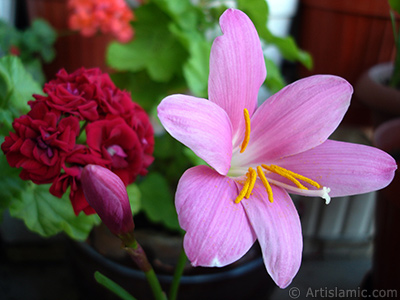 Pembe renkte zambak trnde bir iek resmi. (iek 35 yllk olup yetitiricisi tarafndan `Zpkt` veya `Buday Zamba` olarak isimlendirilmektedir.) <i>(Ailesi: Liliaceae, Tr: Lilium)</i> <br>ekim Tarihi: Haziran 2010, Yer: stanbul-Annemin iekleri, Fotoraf: islamiSanat.net