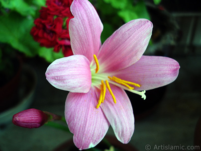 Pink color flower similar to lily. It is 35 years old and its grower calls it as `upstart` or `wheat lilly`. <i>(Family: Liliaceae, Species: Lilium)</i> <br>Photo Date: June 2010, Location: Turkey/Istanbul-Mother`s Flowers, By: Artislamic.com