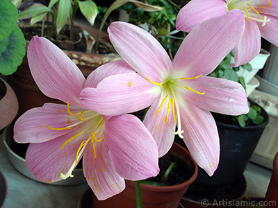 Pink color flower similar to lily. It is 35 years old and its grower calls it as `upstart` or `wheat lilly`. <i>(Family: Liliaceae, Species: Lilium)</i> <br>Photo Date: July 2009, Location: Turkey/Istanbul-Mother`s Flowers, By: Artislamic.com