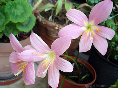 Pink color flower similar to lily. It is 35 years old and its grower calls it as `upstart` or `wheat lilly`. <i>(Family: Liliaceae, Species: Lilium)</i> <br>Photo Date: July 2009, Location: Turkey/Istanbul-Mother`s Flowers, By: Artislamic.com