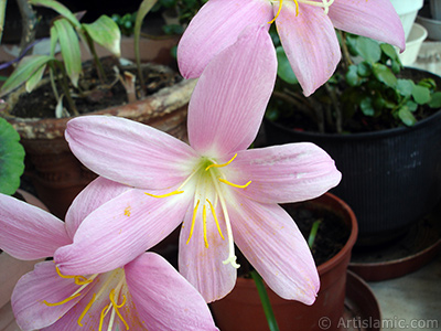 Pink color flower similar to lily. It is 35 years old and its grower calls it as `upstart` or `wheat lilly`. <i>(Family: Liliaceae, Species: Lilium)</i> <br>Photo Date: July 2009, Location: Turkey/Istanbul-Mother`s Flowers, By: Artislamic.com