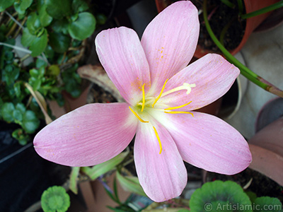 Pink color flower similar to lily. It is 35 years old and its grower calls it as `upstart` or `wheat lilly`. <i>(Family: Liliaceae, Species: Lilium)</i> <br>Photo Date: July 2009, Location: Turkey/Istanbul-Mother`s Flowers, By: Artislamic.com