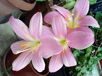 Pink color flower similar to lily. It is 35 years old and its grower calls it as `upstart` or `wheat lilly`. <i>(Family: Liliaceae, Species: Lilium)</i> <br>Photo Date: July 2009, Location: Turkey/Istanbul-Mother`s Flowers, By: Artislamic.com