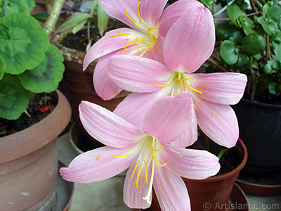 Pink color flower similar to lily. It is 35 years old and its grower calls it as `upstart` or `wheat lilly`. <i>(Family: Liliaceae, Species: Lilium)</i> <br>Photo Date: July 2009, Location: Turkey/Istanbul-Mother`s Flowers, By: Artislamic.com