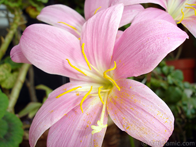 Pink color flower similar to lily. It is 35 years old and its grower calls it as `upstart` or `wheat lilly`. <i>(Family: Liliaceae, Species: Lilium)</i> <br>Photo Date: July 2009, Location: Turkey/Istanbul-Mother`s Flowers, By: Artislamic.com