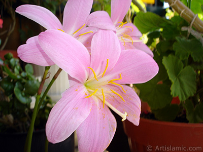 Pink color flower similar to lily. It is 35 years old and its grower calls it as `upstart` or `wheat lilly`. <i>(Family: Liliaceae, Species: Lilium)</i> <br>Photo Date: July 2009, Location: Turkey/Istanbul-Mother`s Flowers, By: Artislamic.com