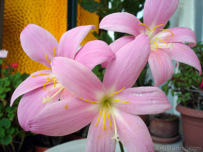 Pink color flower similar to lily. It is 35 years old and its grower calls it as `upstart` or `wheat lilly`. <i>(Family: Liliaceae, Species: Lilium)</i> <br>Photo Date: July 2009, Location: Turkey/Istanbul-Mother`s Flowers, By: Artislamic.com
