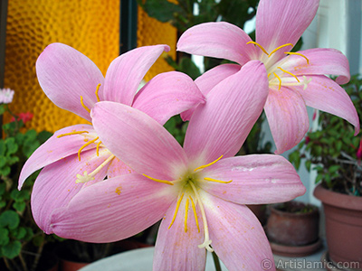 Pembe renkte zambak trnde bir iek resmi. (iek 35 yllk olup yetitiricisi tarafndan `Zpkt` veya `Buday Zamba` olarak isimlendirilmektedir.) <i>(Ailesi: Liliaceae, Tr: Lilium)</i> <br>ekim Tarihi: Temmuz 2009, Yer: stanbul-Annemin iekleri, Fotoraf: islamiSanat.net