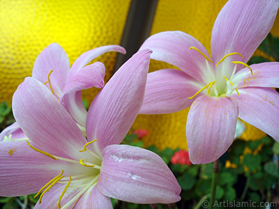 Pink color flower similar to lily. It is 35 years old and its grower calls it as `upstart` or `wheat lilly`. <i>(Family: Liliaceae, Species: Lilium)</i> <br>Photo Date: July 2009, Location: Turkey/Istanbul-Mother`s Flowers, By: Artislamic.com