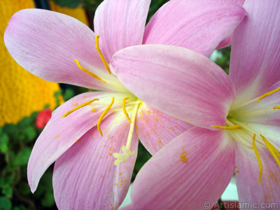 Pink color flower similar to lily. It is 35 years old and its grower calls it as `upstart` or `wheat lilly`. <i>(Family: Liliaceae, Species: Lilium)</i> <br>Photo Date: July 2009, Location: Turkey/Istanbul-Mother`s Flowers, By: Artislamic.com