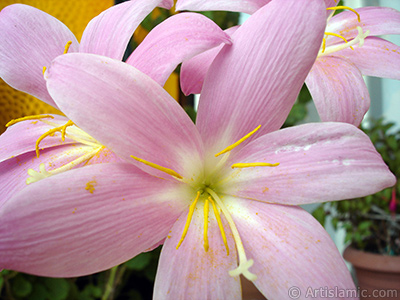 Pink color flower similar to lily. It is 35 years old and its grower calls it as `upstart` or `wheat lilly`. <i>(Family: Liliaceae, Species: Lilium)</i> <br>Photo Date: July 2009, Location: Turkey/Istanbul-Mother`s Flowers, By: Artislamic.com