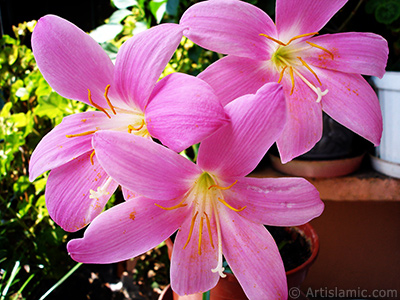 Pink color flower similar to lily. It is 35 years old and its grower calls it as `upstart` or `wheat lilly`. <i>(Family: Liliaceae, Species: Lilium)</i> <br>Photo Date: July 2009, Location: Turkey/Istanbul-Mother`s Flowers, By: Artislamic.com