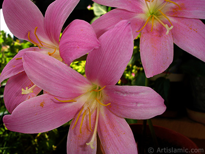 Pink color flower similar to lily. It is 35 years old and its grower calls it as `upstart` or `wheat lilly`. <i>(Family: Liliaceae, Species: Lilium)</i> <br>Photo Date: July 2009, Location: Turkey/Istanbul-Mother`s Flowers, By: Artislamic.com