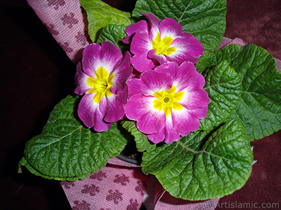 Primrose flower. <i>(Family: Primulaceae, Species: Primula)</i> <br>Photo Date: January 2005, Location: Turkey/Istanbul, By: Artislamic.com