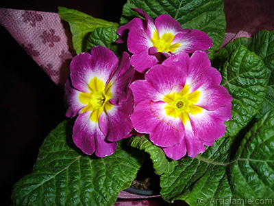 Primrose flower. <i>(Family: Primulaceae, Species: Primula)</i> <br>Photo Date: January 2005, Location: Turkey/Istanbul, By: Artislamic.com