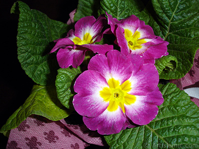 Primrose flower. <i>(Family: Primulaceae, Species: Primula)</i> <br>Photo Date: January 2005, Location: Turkey/Istanbul, By: Artislamic.com