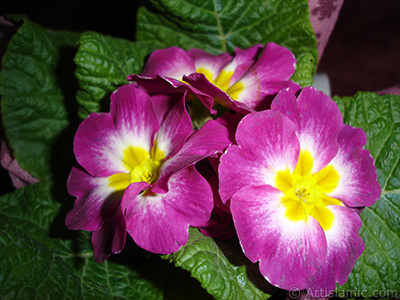 Primrose flower. <i>(Family: Primulaceae, Species: Primula)</i> <br>Photo Date: January 2005, Location: Turkey/Istanbul, By: Artislamic.com