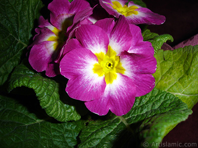 Primrose flower. <i>(Family: Primulaceae, Species: Primula)</i> <br>Photo Date: January 2005, Location: Turkey/Istanbul, By: Artislamic.com