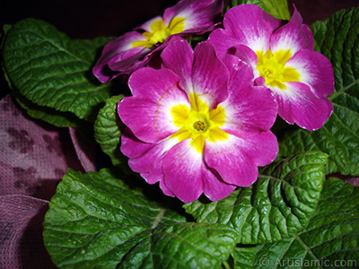 Primrose flower. <i>(Family: Primulaceae, Species: Primula)</i> <br>Photo Date: January 2005, Location: Turkey/Istanbul, By: Artislamic.com