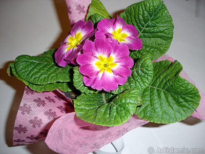 Primrose flower. <i>(Family: Primulaceae, Species: Primula)</i> <br>Photo Date: January 2005, Location: Turkey/Istanbul, By: Artislamic.com