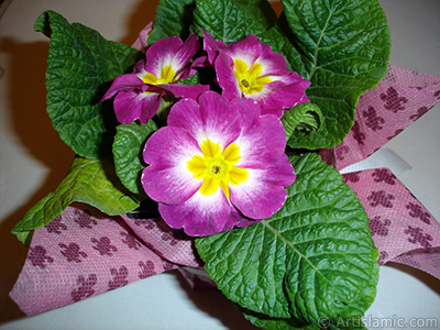 Primrose flower. <i>(Family: Primulaceae, Species: Primula)</i> <br>Photo Date: January 2005, Location: Turkey/Istanbul, By: Artislamic.com
