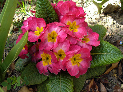 Primrose flower. <i>(Family: Primulaceae, Species: Primula)</i> <br>Photo Date: April 2005, Location: Turkey/Istanbul, By: Artislamic.com