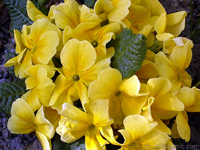 Primrose flower. <i>(Family: Primulaceae, Species: Primula)</i> <br>Photo Date: April 2005, Location: Turkey/Istanbul, By: Artislamic.com