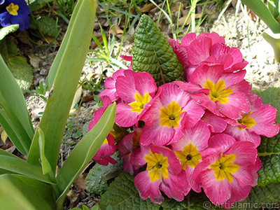 Primrose flower. <i>(Family: Primulaceae, Species: Primula)</i> <br>Photo Date: April 2005, Location: Turkey/Istanbul, By: Artislamic.com