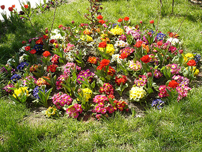 Primrose flower. <i>(Family: Primulaceae, Species: Primula)</i> <br>Photo Date: April 2005, Location: Turkey/Istanbul, By: Artislamic.com