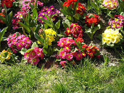 Primrose flower. <i>(Family: Primulaceae, Species: Primula)</i> <br>Photo Date: April 2005, Location: Turkey/Istanbul, By: Artislamic.com