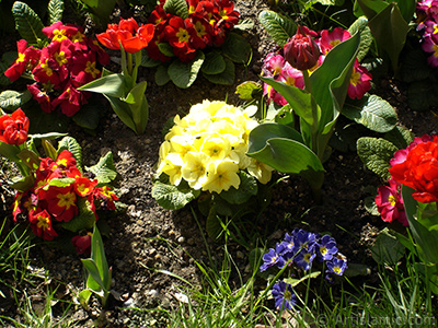 Primrose flower. <i>(Family: Primulaceae, Species: Primula)</i> <br>Photo Date: April 2005, Location: Turkey/Istanbul, By: Artislamic.com