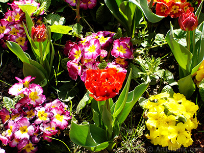 Primrose flower. <i>(Family: Primulaceae, Species: Primula)</i> <br>Photo Date: April 2005, Location: Turkey/Istanbul, By: Artislamic.com