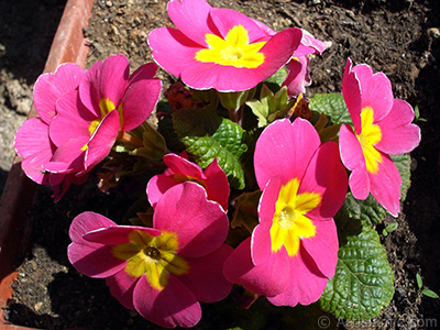 Primrose flower. <i>(Family: Primulaceae, Species: Primula)</i> <br>Photo Date: April 2005, Location: Turkey/Istanbul, By: Artislamic.com