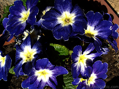 uha iei resmi. <i>(Ailesi: Primulaceae, Tr: Primula)</i> <br>ekim Tarihi: Nisan 2005, Yer: stanbul, Fotoraf: islamiSanat.net