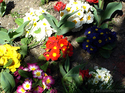 A primrose flower photo. <i>(Family: Primulaceae, Species: Primula)</i> <br>Photo Date: April 2005, Location: Turkey/Istanbul, By: Artislamic.com