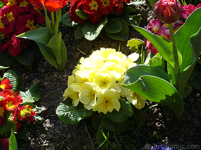 A primrose flower photo. <i>(Family: Primulaceae, Species: Primula)</i> <br>Photo Date: April 2005, Location: Turkey/Istanbul, By: Artislamic.com