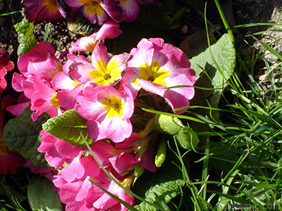 A primrose flower photo. <i>(Family: Primulaceae, Species: Primula)</i> <br>Photo Date: April 2005, Location: Turkey/Istanbul, By: Artislamic.com