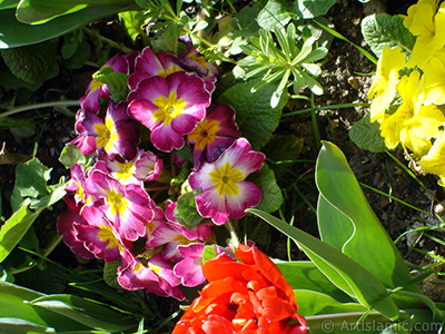A primrose flower photo. <i>(Family: Primulaceae, Species: Primula)</i> <br>Photo Date: April 2005, Location: Turkey/Istanbul, By: Artislamic.com