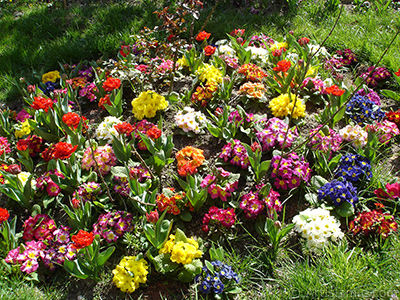 A primrose flower photo. <i>(Family: Primulaceae, Species: Primula)</i> <br>Photo Date: April 2005, Location: Turkey/Istanbul, By: Artislamic.com