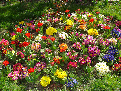 A primrose flower photo. <i>(Family: Primulaceae, Species: Primula)</i> <br>Photo Date: April 2005, Location: Turkey/Istanbul, By: Artislamic.com
